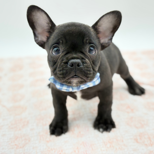 Coal — French Bulldog — Image 1