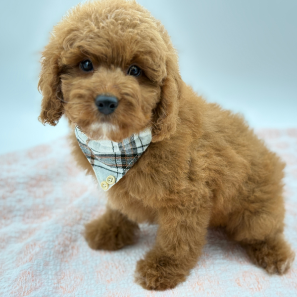 Jasper — Mini Goldendoodle 2nd Gen — Image 2