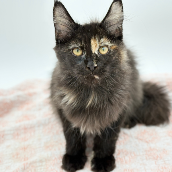 Minerva — Maine Coon — Image 2