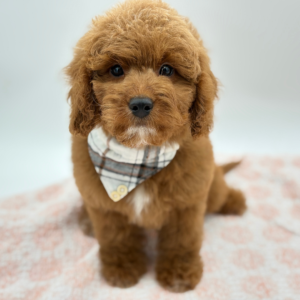 Jasper — photo 1