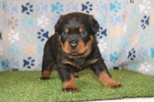 Rottweiler (M)- 31400