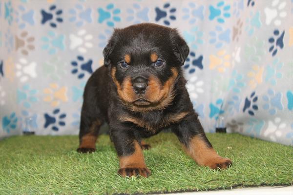 Tiny — Rottweiler — Image 1