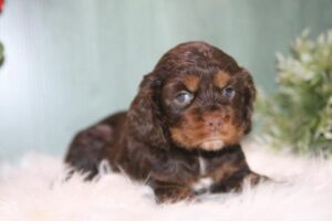 Cocker Spaniel (F)- 31397