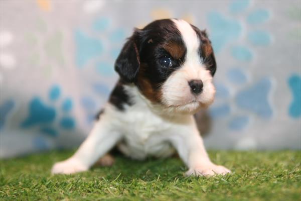 Cypress — Cavalier King Charles Spaniel — Image 1