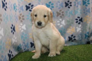 Golden Retriever (F)- 31401
