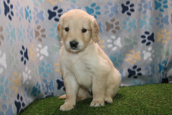 Muffin — Golden Retriever — Image 1