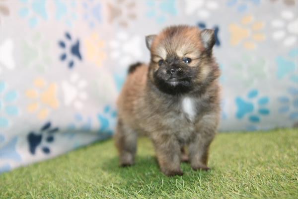 Tank — Pomeranian — Image 1