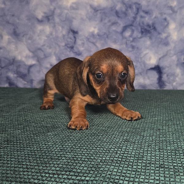 Damien — Dachshund — Image 1