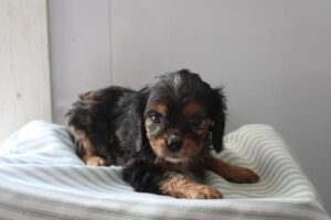 Cavalier King Charles Spaniel (F)- 31402