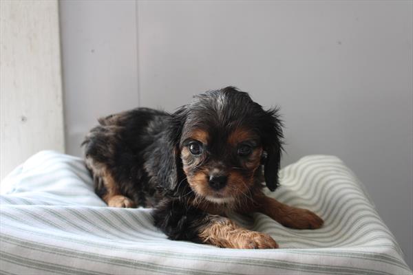 Arianna — Cavalier King Charles Spaniel — Image 1