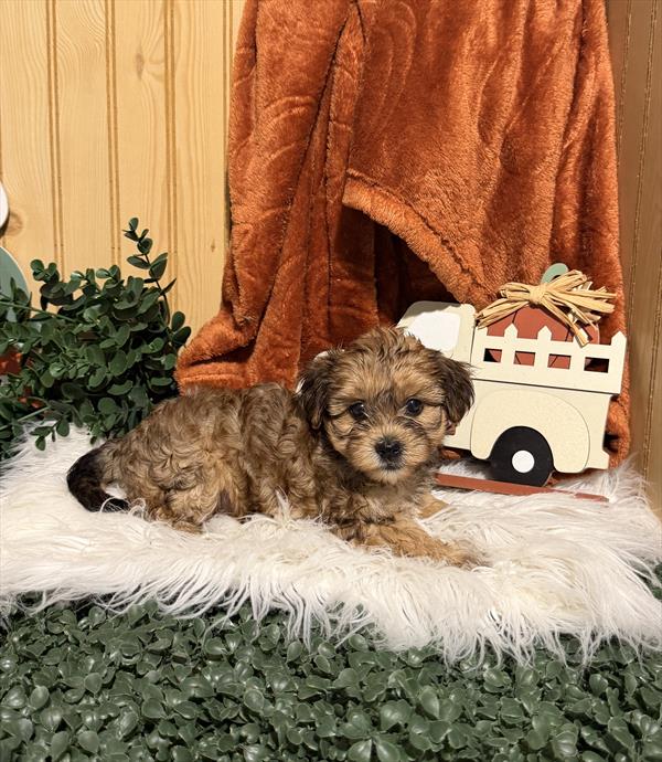 Christian — Morkie — Image 1