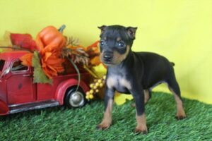 Miniature Pinscher (M)- 31423
