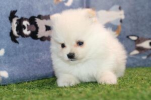 Pomeranian (M)- 31424