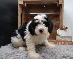 Bernedoodle (M)- 31403