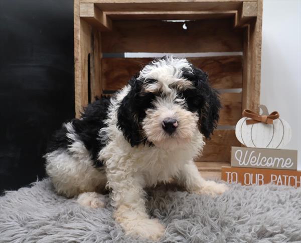Benny — Bernedoodle — Image 1