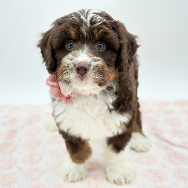 Amelia — Mini Aussiedoodle — Image 3