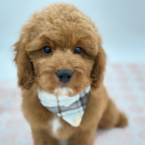 Jasper — photo 3