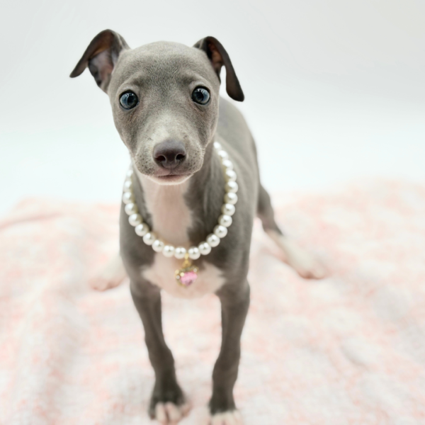 Nonna — Italian Greyhound — Image 3