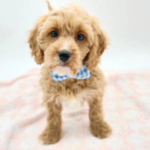 Gavin — photo 4