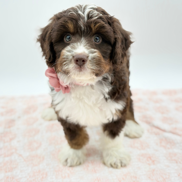 Amelia — Mini Aussiedoodle — Image 2