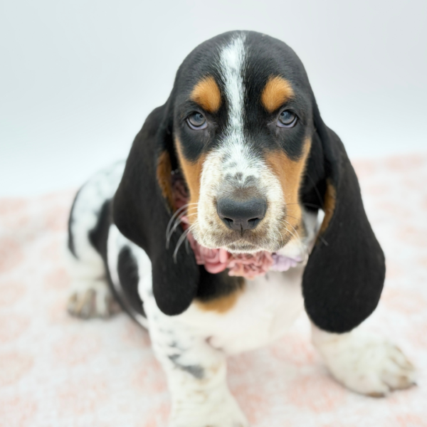 Magnolia — Basset Hound — Image 3