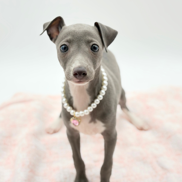 Nonna — Italian Greyhound — Image 1