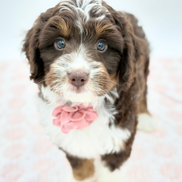 Amelia — Mini Aussiedoodle — Image 1