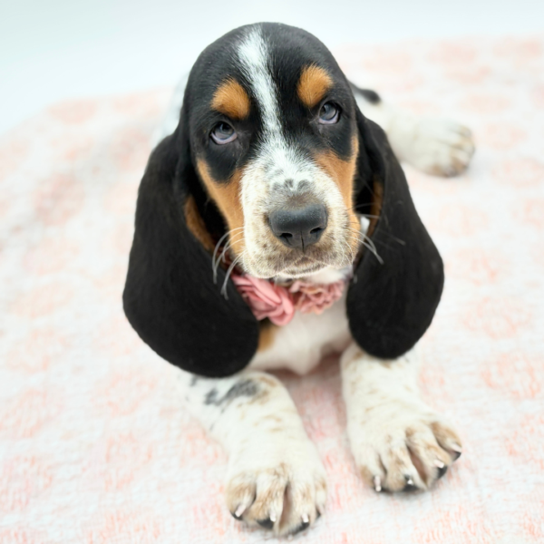Magnolia — Basset Hound — Image 2