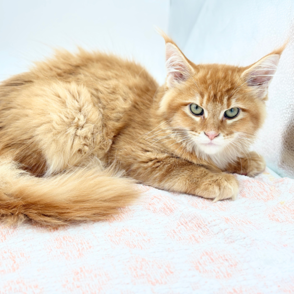 Seraphina — Maine Coon — Image 1