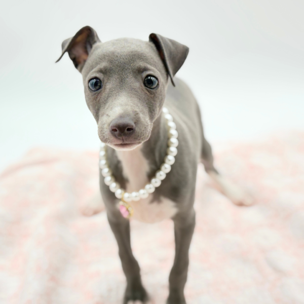 Nonna — Italian Greyhound — Image 4