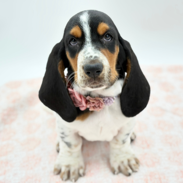 Magnolia — Basset Hound — Image 4