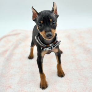 Rocky — photo 2