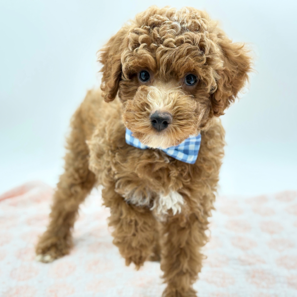 Charlie — Miniature Poodle — Image 2