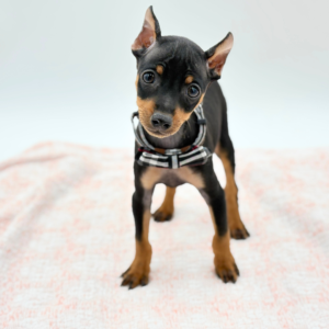 Rocky — photo 3