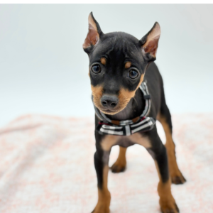 Rocky — photo 4