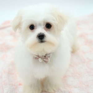 Lexi — photo 2
