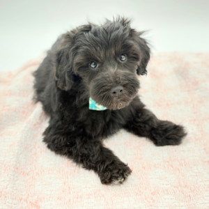Skeeter — photo 3