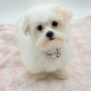 Lexi — photo 1