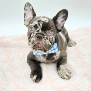 Brutus — photo 1