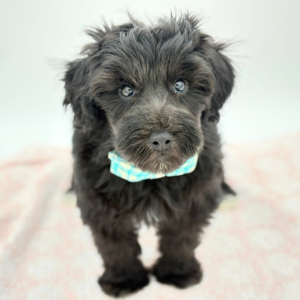 Skeeter — photo 2