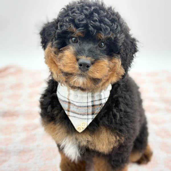 Everette — Mini Bernedoodle 2nd Gen — Image 2