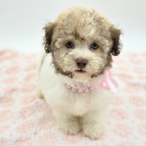 Coco — photo 3