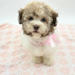 Coco — photo 1