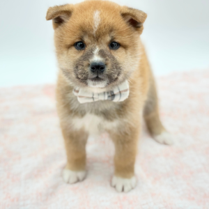 Shibi — photo 4