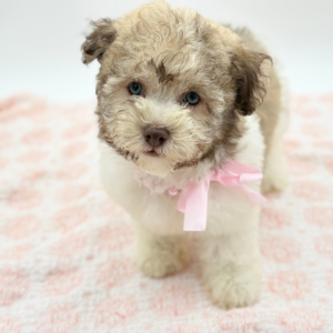 Coco — photo 2