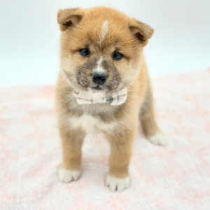 Shibi — photo 3