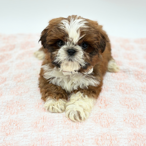 Killian — Shih Tzu — Image 2