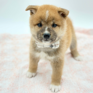 Shibi — photo 2