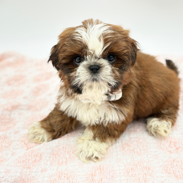 Killian — Shih Tzu — Image 1