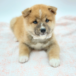 Shibi — photo 1